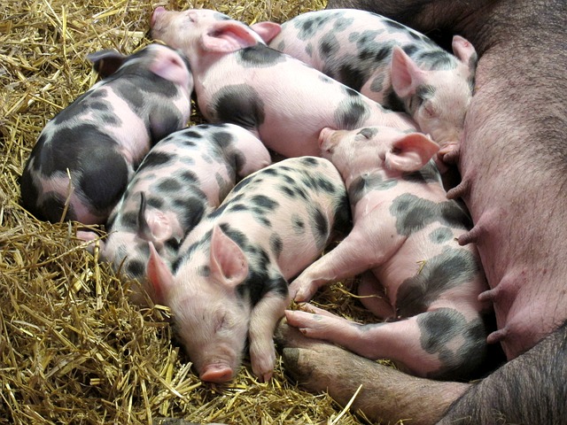 posao u inostranstvu njemacka farma svinja