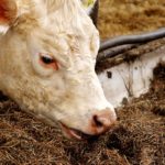 POSLOVI U AUSTRIJI – POSAO NA FARMI – Potrebni radnici za rad na farmi krava