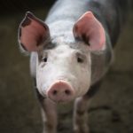POSAO NA FARMI – POSAO U ENGLESKOJ – Potreban radnik za rad na farmi svinja u Engleskoj