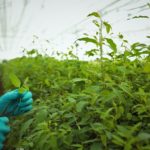 SEZONSKI POSLOVI u inostranstvu ponuda – Posao poljoprivreda inostranstvo – Posao u HOLANDIJI – prijavi se